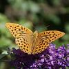 Argynnis