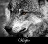 Lady_Wolf