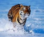 water_tiger