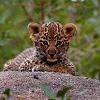 Leopard_cub1