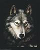 Beautifulwolf