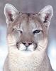 Purr_on_Prowl
