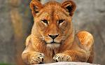 Wild_Lioness