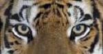 tiger_eyes