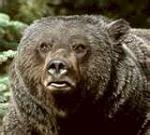 Canadian_GRIZZLY