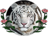Tigeres_KMA