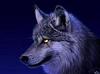blue_wolf