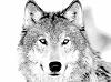 Whitewolf_MVR